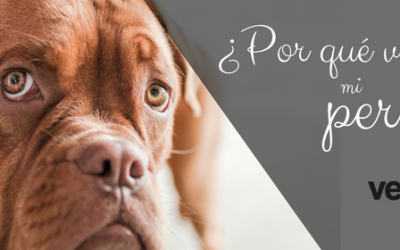 Cómo parar los vómitos de mi perro