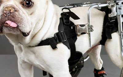 Qué es la displasia de cadera