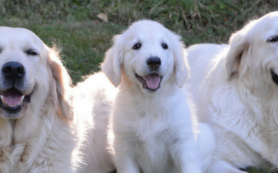 5 Cuidados básicos para garantizar la buena salud de tu perro