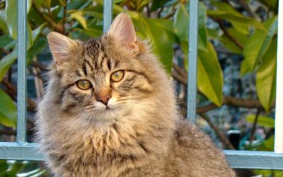 ¿Tu primer gato en casa? Descubre qué necesitas