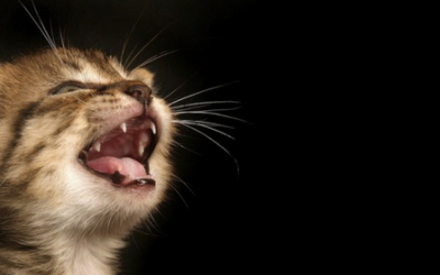 La higiene bucal en gatos