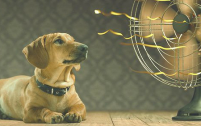 Consejos clave para el cuidado de un perro durante el verano