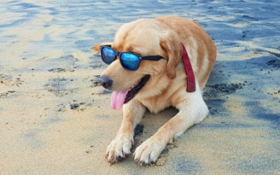 ¿Cómo afecta la ingesta de agua de mar a perros y gatos?