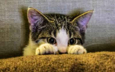 7 Puntos clave para proteger a tu gato del frío