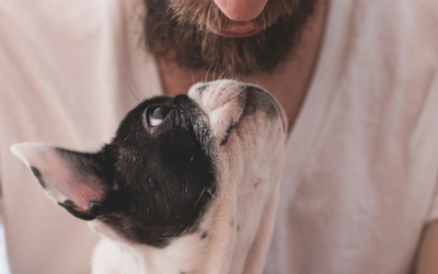 Consejos para el buen comportamiento de los perros