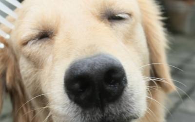 5 Consejos para que tu perro viva más años