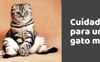 Cuidados específicos para un gato mayor