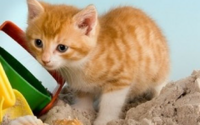 Consejos para cuidar a tu gato en verano