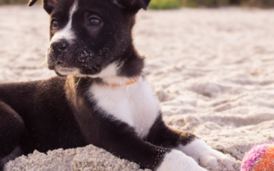 Cómo disfrutar de tus mascotas en la playa