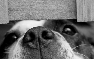 ¿Conoces algún caso de maltrato animal? ¡Denúncialo!