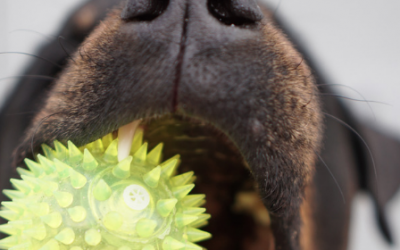 ¿Cómo limpiar los dientes a tu perro?