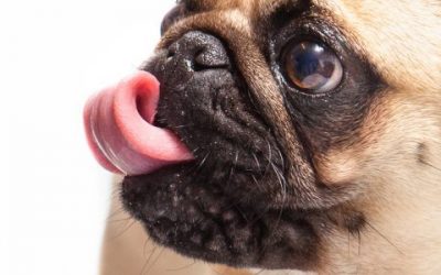 ¿Por qué lame tu perro?