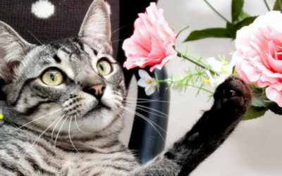 Alergia a los gatos: todo lo que debes saber