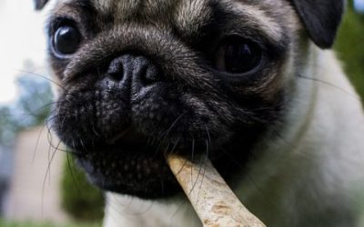 5 alimentos nada recomendables para los perros