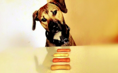 18 alimentos saludables que fortalecerán la inmunidad de tu perro