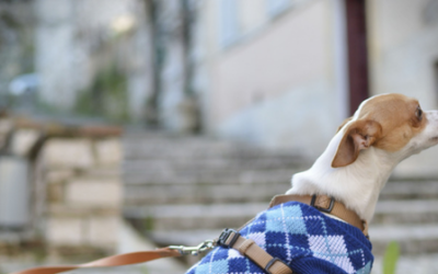 Ocho alimentos para perros, saludables y recomendados por los veterinarios