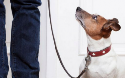 Ansiedad por separación en perros