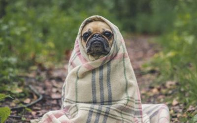 ¡Bienvenidos a Vetplan digital!