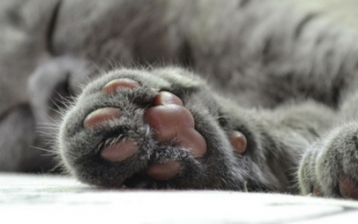 ¿Cómo cortar las uñas de tu gato sin que sea una odisea?