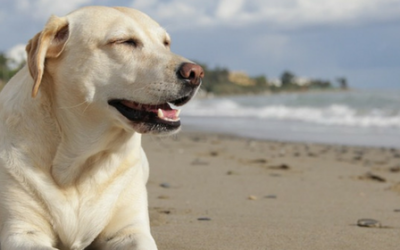 Consejos para ir a la playa con tu perro y disfrutar juntos este verano