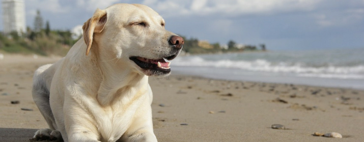 Consejos para ir a la playa con tu perro y disfrutar juntos este verano