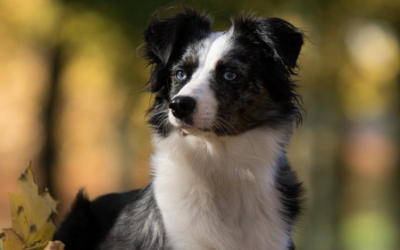 ¿Cómo debemos preparar a nuestras mascotas para la llegada del otoño?