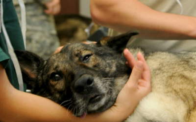 Consigue que tu perro se tome sus medicinas sin ni siquiera darse cuenta