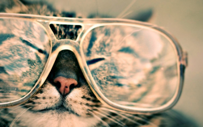 4 consejos para proteger a nuestras mascotas en verano