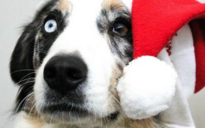 Consejos para un buen cuidado de nuestras mascotas en Navidad