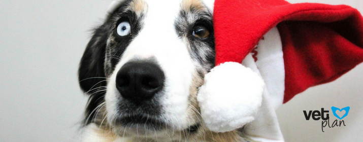 Consejos cuidados mascotas en navidad