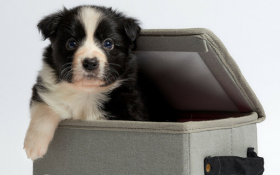 ¿Nuevo miembro en la familia? Apunta estos consejos para cachorros