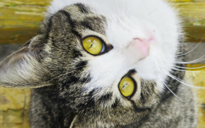 8 Curiosidades de gatos que no sabías