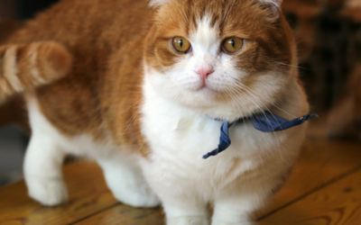 5 cosas que desconoces de los gatos Munchkin