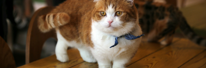 5 cosas que desconoces de los gatos Munchkin