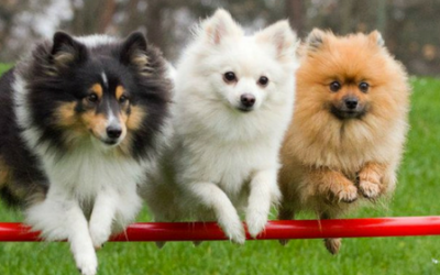 Consejos clave para acertar con la contratación del adiestrador de tu perro