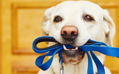 Collares para perros: ¿cuál es el más recomendable?