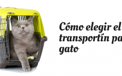 Cómo elegir el mejor transportín para mi gato