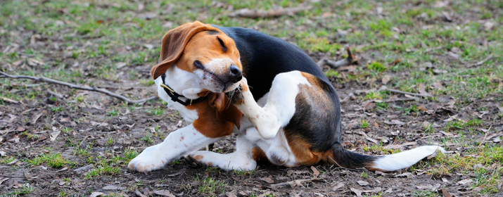 enfermedades provocadas por garrapatas en perros