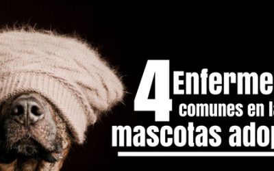 Las 4 enfermedades de una mascota adoptada
