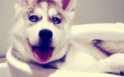 ¿Cómo evitar que mi perro haga pis en casa?