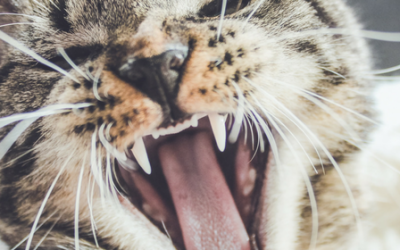 Gingivitis en gatos: Todo lo que necesitas saber