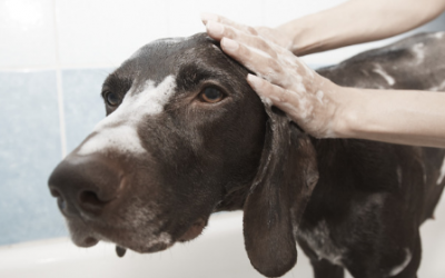 Factores clave en la limpieza de tu perro