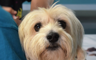 ¿Qué debe incluir un plan de salud para tu mascota?