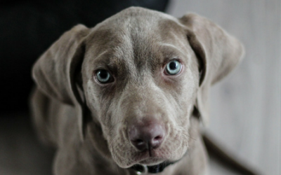 ¿Tu perro te mira fijamente a los ojos? Descubre que te quiere decir