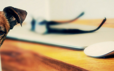 6 Mitos sobre los perros que no conocías