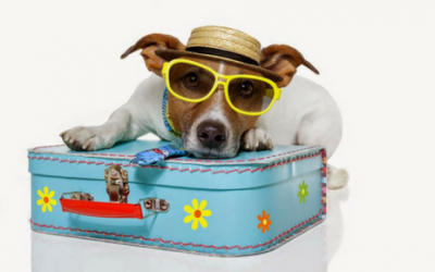 Qué papeles y documentación necesita tu mascota para viajar en avión