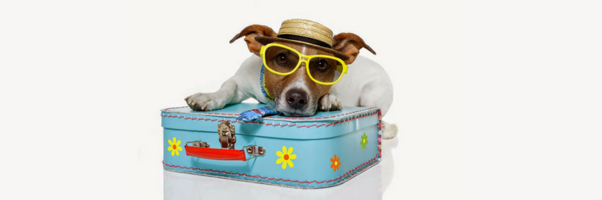 documentacion y papeles viajar con mascota