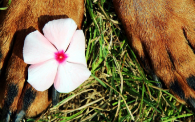 6 motivos por los que tu perro se muerde las patas