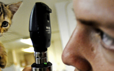 Primeros cuidados veterinarios en la adopción de un gato