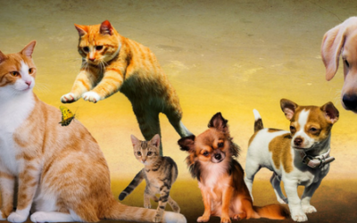 ¿Cuáles son las razas de perro con más predisposición a sufrir enfermedades?